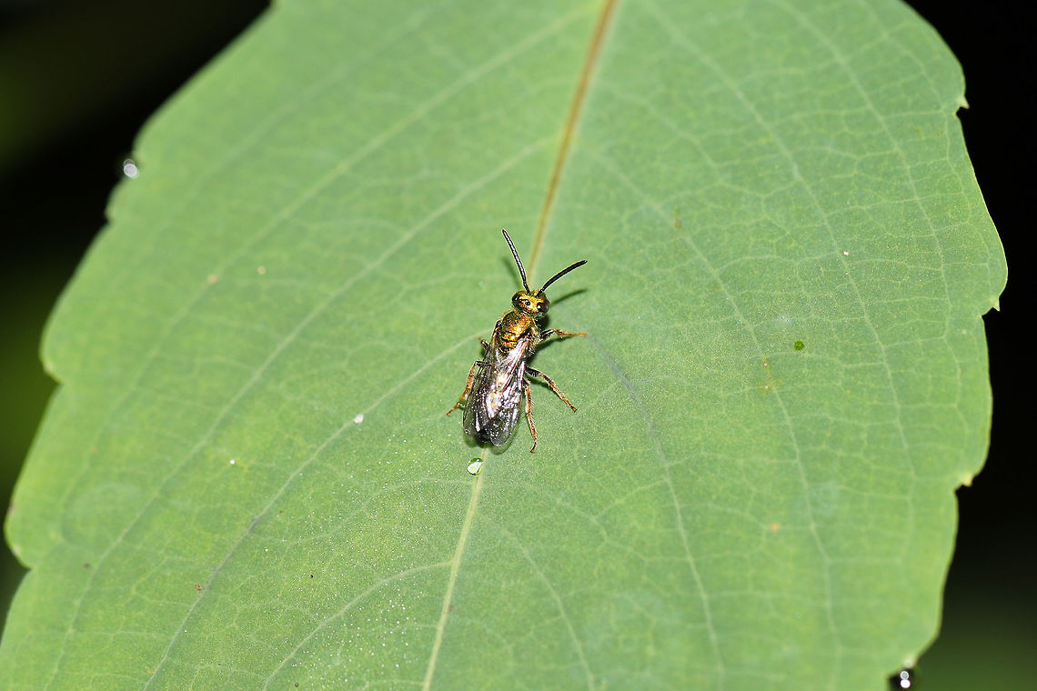 Augochlora pura Gold sweat bee(?) on Jewelweed at the edge of a dense mixed forest. Augochlora pura maybe?  Augochlora pura,Geotagged,Summer,United States