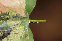 The Redbud Leaffolder (Fascista cercerisella) Larva This moth has larvae that fold and bind leaves together with their silk (possibly for protection?). They eventually skeletonize the leaves of the Redbud (Cercis canadensis). You can see the start of this on this particular leaf.<br />
<br />
I was so excited to finally find some of the larvae (one of them got away before I could photograph it)! These tiny larvae were way faster crawlers than I expected! :O<br />
https://www.jungledragon.com/image/83390/the_redbud_leaffolder_fascista_cercerisella.html Fascista cercerisella,Geotagged,Redbud Leaffolder,Summer,United States