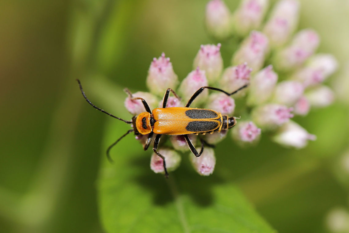 Goldenrod Soldier Beetle (Chauliognathus pensylvanicus) Beetle on Camphor-Weed (Pluchea camphorata) at the edge of a dense mixed forest) Chauliognathus pensylvanicus,Geotagged,Goldenrod soldier beetle,Summer,United States