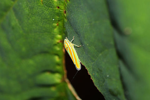 Versute Sharpshooter (Graphocephala versuta) On Phytolacca america at the edge of a dense mixed forest.  Geotagged,Graphocephala versuta,Summer,United States