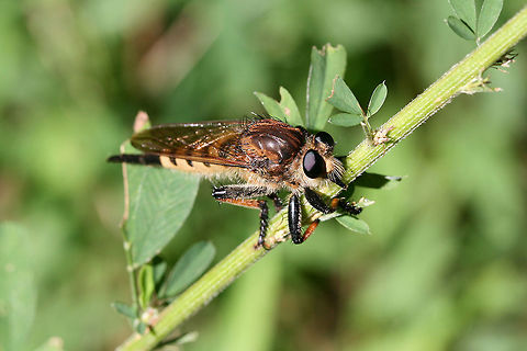 Red-footed Cannibal Fly (Promachus rufipes) Observation from a couple of years ago!
Description:
Large (around 35mm), predatory robberfly with yellow and black striped abdomen. Reddish brown banding on legs. Yellow bristles on head.

Habitat:

Meadowy clearing at the edge of dense mixed hardwood forest.

Notes:

According to BugGuide: "Preys on large flying insects. Has been reported to attack Ruby-throated Hummingbirds" Geotagged,Promachus rufipes,Summer,United States
