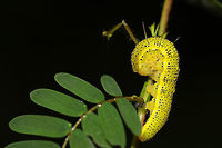 Cloudless Sulfur Larva (Phoebis sennae) On Partridge pea (Chamaecrista fasciculata), one of its known host plants. I was surprised at how much this looks like the pods of the partridge pea plant (when flattened out)! I almost passed it by for that reason! <br />
<br />
Thanks to Barry for bringing up the bright color/possible aposematism here! It turns out that the host plants (Senna, Cassia, and Chamaecrista sp.) are all poisonous species. So larvae like this one that (pretty much exclusively) feed on them accumulate a toxic deterrent!<br />
<br />
I found this while taking my first count for the Great Georgia Pollinator Census!<br />
https://www.jungledragon.com/image/83471/cloudless_sulfur_larva_phoebis_sennae.html Cloudless sulphur,Geotagged,Phoebis sennae,Summer,United States,aposematic,aposematism,caterpillar,caterpillars,gold,larva,larvae,yellow