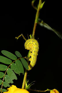 Cloudless Sulfur Larva (Phoebis sennae) On Partridge pea (Chamaecrista fasciculata), one of its known host plants. I was surprised at how much this looks like the pods of the partridge pea plant (when flattened out)! I almost passed it by for that reason! 

Thanks to Barry for bringing up the bright color/possible aposematism here! It turns out that the host plants (Senna, Cassia, and Chamaecrista sp.) are all poisonous species. So larvae like this one that (pretty much exclusively) feed on them accumulate a toxic deterrent!

I found this while taking my first count for the Great Georgia Pollinator Census!
https://www.jungledragon.com/image/83470/cloudless_sulfur_larva_phoebis_sennae.html Cloudless sulphur,Geotagged,Phoebis sennae,Summer,United States,aposematic,aposematism,caterpillar,caterpillars,gold,larva,larvae,yellow