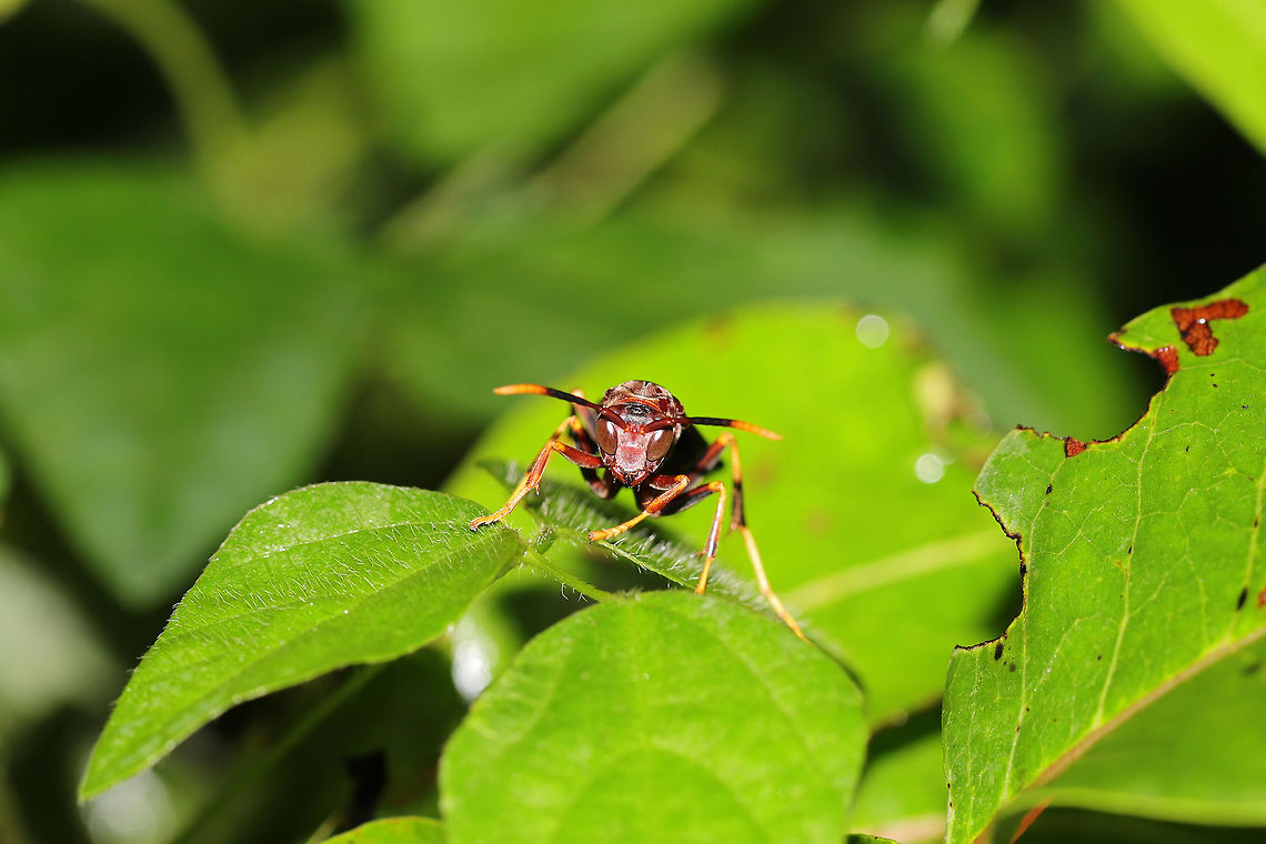 Ringed Paper Wasp (Polistes annularis) At a dense mixed forest edge.  Geotagged,Polistes annularis,Summer,United States