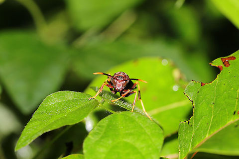 Ringed Paper Wasp (Polistes annularis) At a dense mixed forest edge.  Geotagged,Polistes annularis,Summer,United States