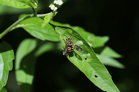 Paranthidium jugatorium