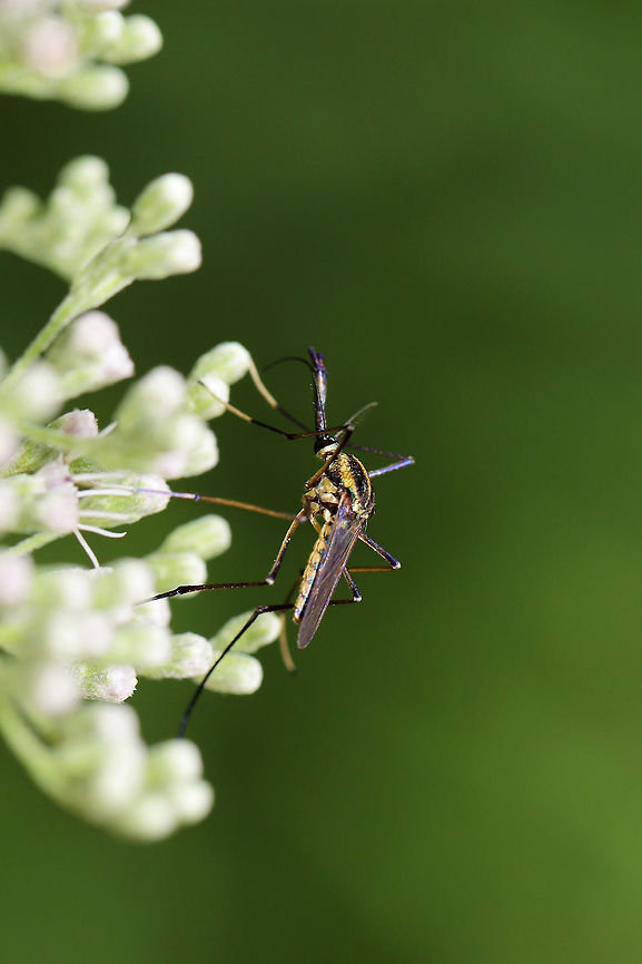 Elephant Mosquito (Toxorhynchites rutilus) On Boneset (Eupatorium sp.) at the edge of a dense mixed forest. <br />
<br />
As its name implies, this mosquito is gigantic! However, the adults are nectar feeders (not blood-feeders), so there is no need to fret! Also, their larvae feed on other mosquito species! If anything, I would say that this is a good mosquito to have around!<br />
Another found August 24:<br />
<figure class="photo"><a href="https://www.jungledragon.com/image/83522/elephant_mosquito_toxorhynchites_rutilus_.html" title="Elephant Mosquito (Toxorhynchites rutilus) ♂"><img src="https://s3.amazonaws.com/media.jungledragon.com/images/3231/83522_thumb.jpg?AWSAccessKeyId=05GMT0V3GWVNE7GGM1R2&Expires=1767225610&Signature=rNt28Jpxxxlz941MWp5gQHKMQd8%3D" width="200" height="134" alt="Elephant Mosquito (Toxorhynchites rutilus) ♂ On Boneset (Eupatorium sp.) at the edge of a dense mixed forest.<br />
<br />
As its name implies, this mosquito is gigantic! However, the adults are nectar feeders (not blood-feeders), so there is no need to fret! Also, their larvae feed on other mosquito species! If anything, I would say that this is a good mosquito to have around!<br />
<br />
Another found August 23:<br />
https://www.jungledragon.com/image/83521/elephant_mosquito_toxorhynchites_rutilus.html Geotagged,Summer,Toxorhynchites rutilus,United States" /></a></figure> Geotagged,Summer,Toxorhynchites rutilus,United States