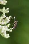 Elephant Mosquito (Toxorhynchites rutilus) On Boneset (Eupatorium sp.) at the edge of a dense mixed forest. <br />
<br />
As its name implies, this mosquito is gigantic! However, the adults are nectar feeders (not blood-feeders), so there is no need to fret! Also, their larvae feed on other mosquito species! If anything, I would say that this is a good mosquito to have around!<br />
Another found August 24:<br />
https://www.jungledragon.com/image/83522/elephant_mosquito_toxorhynchites_rutilus.html Geotagged,Summer,Toxorhynchites rutilus,United States
