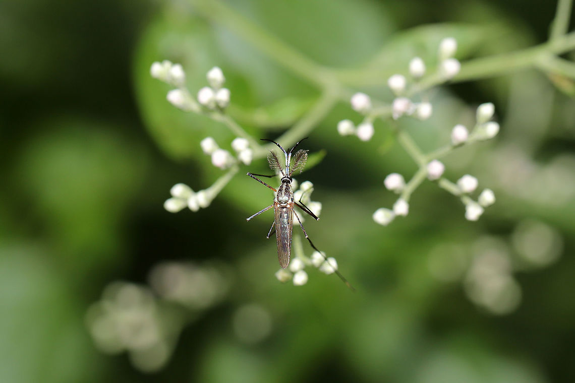 Elephant Mosquito (Toxorhynchites rutilus) ♂ On Boneset (Eupatorium sp.) at the edge of a dense mixed forest.<br />
<br />
As its name implies, this mosquito is gigantic! However, the adults are nectar feeders (not blood-feeders), so there is no need to fret! Also, their larvae feed on other mosquito species! If anything, I would say that this is a good mosquito to have around!<br />
<br />
Another found August 23:<br />
<figure class="photo"><a href="https://www.jungledragon.com/image/83521/elephant_mosquito_toxorhynchites_rutilus.html" title="Elephant Mosquito (Toxorhynchites rutilus)"><img src="https://s3.amazonaws.com/media.jungledragon.com/images/3231/83521_thumb.jpg?AWSAccessKeyId=05GMT0V3GWVNE7GGM1R2&Expires=1759968010&Signature=P%2B%2BSzGJvqsr8mOiojiZFPDCKsSw%3D" width="102" height="152" alt="Elephant Mosquito (Toxorhynchites rutilus) On Boneset (Eupatorium sp.) at the edge of a dense mixed forest. <br />
<br />
As its name implies, this mosquito is gigantic! However, the adults are nectar feeders (not blood-feeders), so there is no need to fret! Also, their larvae feed on other mosquito species! If anything, I would say that this is a good mosquito to have around!<br />
Another found August 24:<br />
https://www.jungledragon.com/image/83522/elephant_mosquito_toxorhynchites_rutilus.html Geotagged,Summer,Toxorhynchites rutilus,United States" /></a></figure> Geotagged,Summer,Toxorhynchites rutilus,United States