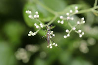 Elephant Mosquito (Toxorhynchites rutilus) ♂ On Boneset (Eupatorium sp.) at the edge of a dense mixed forest.<br />
<br />
As its name implies, this mosquito is gigantic! However, the adults are nectar feeders (not blood-feeders), so there is no need to fret! Also, their larvae feed on other mosquito species! If anything, I would say that this is a good mosquito to have around!<br />
<br />
Another found August 23:<br />
https://www.jungledragon.com/image/83521/elephant_mosquito_toxorhynchites_rutilus.html Geotagged,Summer,Toxorhynchites rutilus,United States