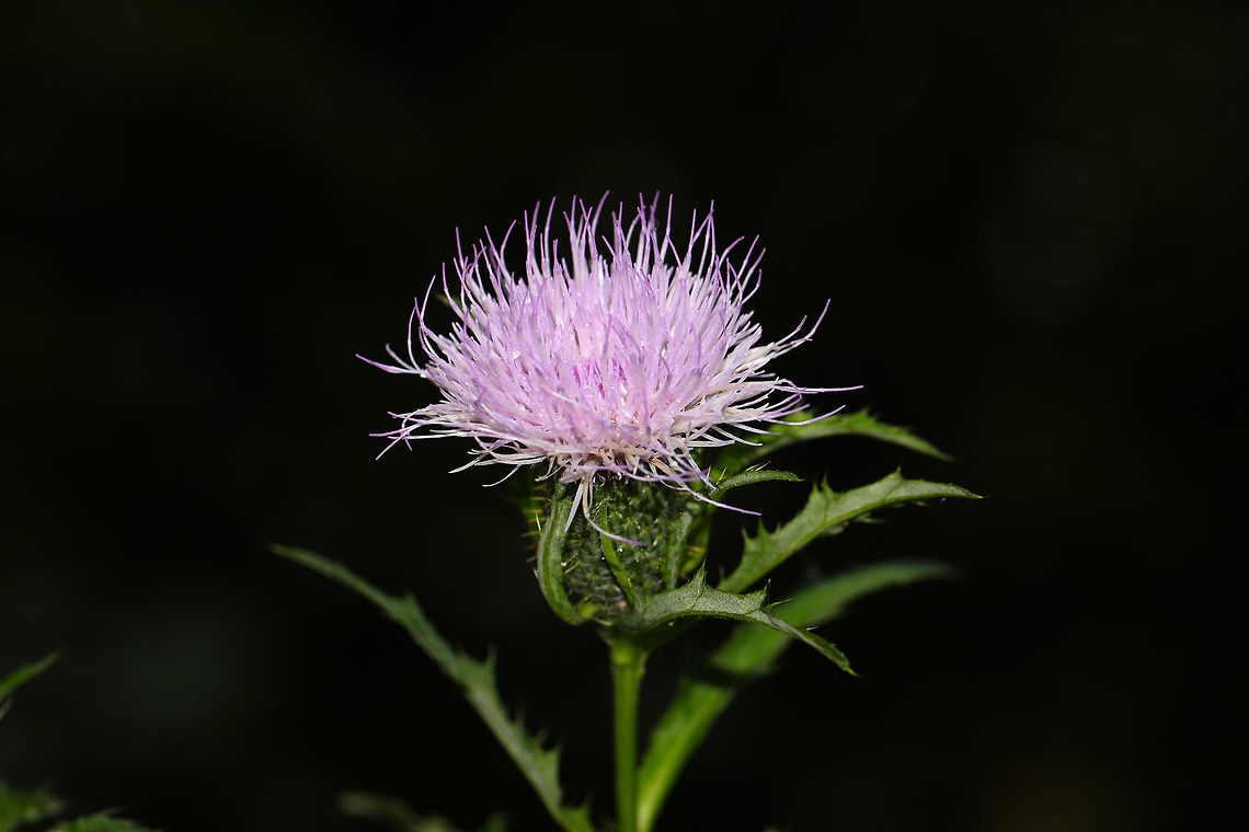 Tall Thistle (Cirsium altissimum) Growing on a dirt roadside at the edge of a dense mixed forest. These plants grow to extreme heights, ours topping out at around 11 feet (35 dm)! The swallowtail butterflies love nectaring on these flowers!<br />
<br />
Leaves are shallowly lobed with white undersurfaces. C. discolor is similar but has deeply pinnatifid leaves. <br />
<figure class="photo"><a href="https://www.jungledragon.com/image/83550/tall_thistle_cirsium_altissimum.html" title="Tall Thistle (Cirsium altissimum)"><img src="https://s3.amazonaws.com/media.jungledragon.com/images/3231/83550_thumb.jpg?AWSAccessKeyId=05GMT0V3GWVNE7GGM1R2&Expires=1769040010&Signature=f44bvQw1UBjjqbnXRIPZMTxt5xg%3D" width="102" height="152" alt="Tall Thistle (Cirsium altissimum) Growing on a dirt roadside at the edge of a dense mixed forest. These plants grow to extreme heights, ours topping out at around 11 feet (35 dm)! The swallowtail butterflies love nectaring on these flowers! <br />
<br />
Leaves are shallowly lobed with white undersurfaces. C. discolor is similar but has deeply pinnatifid leaves.<br />
https://www.jungledragon.com/image/83549/tall_thistle_cirsium_altissimum.html Cirsium altissimum,Geotagged,Summer,United States" /></a></figure> Cirsium altissimum,Geotagged,Summer,United States