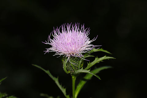 Tall Thistle (Cirsium altissimum) Growing on a dirt roadside at the edge of a dense mixed forest. These plants grow to extreme heights, ours topping out at around 11 feet (35 dm)! The swallowtail butterflies love nectaring on these flowers!
Leaves are shallowly lobed with white undersurfaces. C. discolor is similar but has deeply pinnatifid leaves.
https://www.jungledragon.com/image/83550/tall_thistle_cirsium_altissimum.html Cirsium altissimum,Geotagged,Summer,United States
