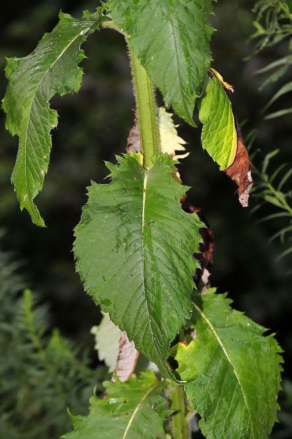 Tall Thistle (Cirsium altissimum) Growing on a dirt roadside at the edge of a dense mixed forest. These plants grow to extreme heights, ours topping out at around 11 feet (35 dm)! The swallowtail butterflies love nectaring on these flowers! <br />
<br />
Leaves are shallowly lobed with white undersurfaces. C. discolor is similar but has deeply pinnatifid leaves.<br />
<figure class="photo"><a href="https://www.jungledragon.com/image/83549/tall_thistle_cirsium_altissimum.html" title="Tall Thistle (Cirsium altissimum)"><img src="https://s3.amazonaws.com/media.jungledragon.com/images/3231/83549_thumb.jpg?AWSAccessKeyId=05GMT0V3GWVNE7GGM1R2&Expires=1769040010&Signature=skA8rbiYfBk%2FEzBvNJDQjLF6RVU%3D" width="200" height="134" alt="Tall Thistle (Cirsium altissimum) Growing on a dirt roadside at the edge of a dense mixed forest. These plants grow to extreme heights, ours topping out at around 11 feet (35 dm)! The swallowtail butterflies love nectaring on these flowers!<br />
<br />
Leaves are shallowly lobed with white undersurfaces. C. discolor is similar but has deeply pinnatifid leaves. <br />
https://www.jungledragon.com/image/83550/tall_thistle_cirsium_altissimum.html Cirsium altissimum,Geotagged,Summer,United States" /></a></figure> Cirsium altissimum,Geotagged,Summer,United States