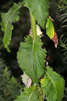 Tall Thistle (Cirsium altissimum) Growing on a dirt roadside at the edge of a dense mixed forest. These plants grow to extreme heights, ours topping out at around 11 feet (35 dm)! The swallowtail butterflies love nectaring on these flowers! 

Leaves are shallowly lobed with white undersurfaces. C. discolor is similar but has deeply pinnatifid leaves.
https://www.jungledragon.com/image/83549/tall_thistle_cirsium_altissimum.html Cirsium altissimum,Geotagged,Summer,United States