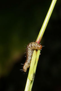 Unknown Moth Larva? Larva munching on grasses at the edge of a dense mixed forest. 
https://www.jungledragon.com/image/83556/unknown_moth_larva.html Geotagged,Summer,United States