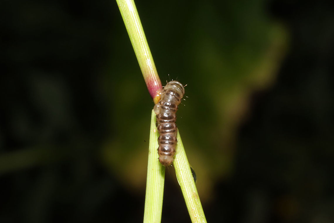 Unknown Moth Larva? Larva munching on grasses at the edge of a dense mixed forest. <br />
<figure class="photo"><a href="https://www.jungledragon.com/image/83555/unknown_moth_larva.html" title="Unknown Moth Larva?"><img src="https://s3.amazonaws.com/media.jungledragon.com/images/3231/83555_thumb.jpg?AWSAccessKeyId=05GMT0V3GWVNE7GGM1R2&Expires=1759968010&Signature=caHMIyOVYnSJUndwnYn25ZAXTao%3D" width="102" height="152" alt="Unknown Moth Larva? Larva munching on grasses at the edge of a dense mixed forest. <br />
https://www.jungledragon.com/image/83556/unknown_moth_larva.html Geotagged,Summer,United States" /></a></figure> Geotagged,Summer,United States