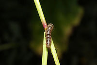 Unknown Moth Larva? Larva munching on grasses at the edge of a dense mixed forest. <br />
https://www.jungledragon.com/image/83555/unknown_moth_larva.html Geotagged,Summer,United States