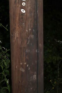 American Black Bear (Ursus americanus) Paw Prints Tracks/scratch marks on a power pole at the edge of a dense mixed forest. Apparently the bears like to climb power poles in our area! :D
https://www.jungledragon.com/image/83561/american_black_bear_ursus_americanus_scratch_marks.html Geotagged,Summer,United States