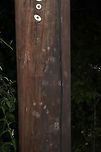 American Black Bear (Ursus americanus) Paw Prints Tracks/scratch marks on a power pole at the edge of a dense mixed forest. Apparently the bears like to climb power poles in our area! :D<br />
https://www.jungledragon.com/image/83561/american_black_bear_ursus_americanus_scratch_marks.html Geotagged,Summer,United States