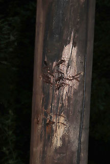 American Black Bear (Ursus americanus) Scratch Marks Tracks/scratch marks on a power pole at the edge of a dense mixed forest. Apparently the bears like to climb power poles in our area! :D
https://www.jungledragon.com/image/83560/american_black_bear_ursus_americanus_paw_prints.html Geotagged,Summer,United States