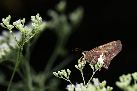 Silver-spotted Skipper (Epargyreus clarus) On Late Boneset (Eupatorium serotinum) at the edge of a dense mixed forest.  Epargyreus clarus,Geotagged,Silver-spotted Skipper,Summer,United States