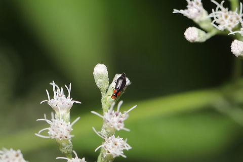 Attalus otiosus On Late Boneset (Eupatorium serotinum at the edge of a dense mixed forest. Attalus otiosus,Geotagged,Summer,United States