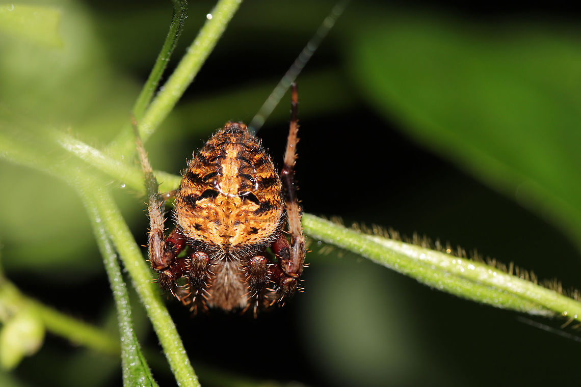Arabesque Orbweaver (Neoscona arabesca)? N. arabesca? Spider hiding out under leaves at the edge of a dense mixed forest (during the day).  Arabesque orbweaver,Geotagged,Neoscona arabesca,Summer,United States