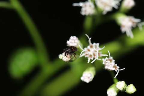 Glyptobaris lecontei Tiny weevil on Late Boneset (Eupatorium serotinum) at the edge of a dense mixed forest.  Geotagged,Glyptobaris lecontei,Summer,United States