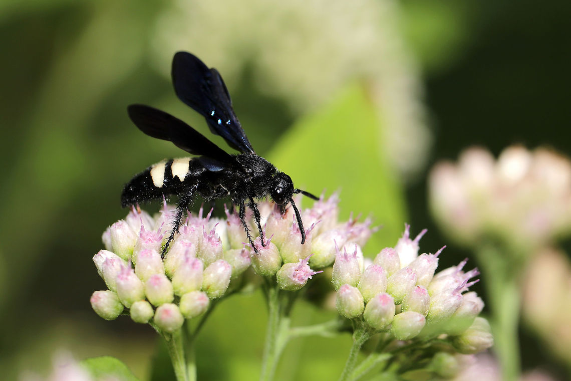 Double-banded Scoliid Wasp (Scolia bicincta) On Camphor-weed (Pluchea camphorata) at the edge of a dense mixed forest. <br />
<br />
One of our most common pollinators in our area! Double-banded Scoliid,Geotagged,Scolia bicincta,Summer,United States