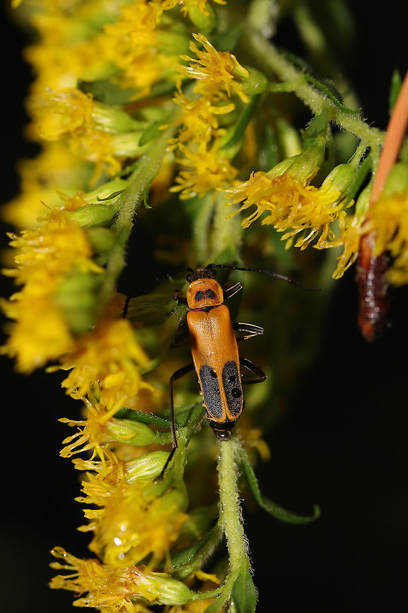 Goldenrod Soldier Beetle (Chauliognathus pensylvanicus) On Goldenrod (Solidago sp.) at the edge of a dense mixed forest. Chauliognathus pensylvanicus,Geotagged,Goldenrod soldier beetle,Summer,United States