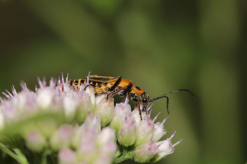 Goldenrod Soldier Beetle (Chauliognathus pensylvanicus) On Camphor-Weed (Pluchea camphorata) at the edge of a dense mixed forest.  Chauliognathus pensylvanicus,Geotagged,Goldenrod soldier beetle,Summer,United States