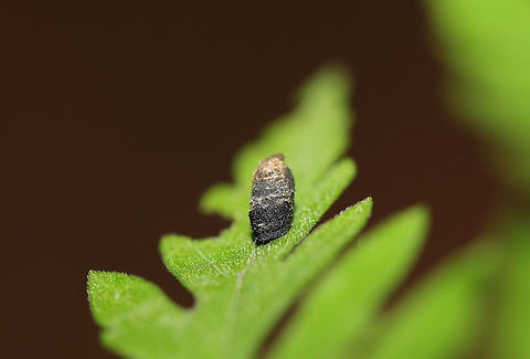 Chrysomelidae>Cryptocephalinae - Case-bearing Beetle Larva Tiny case-bearing beetle larva on Ambrosia artemisiifolia. At the edge of a dense mixed forest. Geotagged,Summer,United States