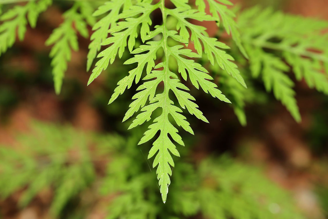 Annual Ragweed (Ambrosia artemisiifolia)  Ambrosia artemisiifolia,Geotagged,Summer,United States