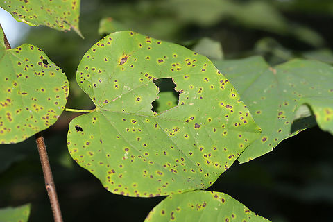 Bacterial Leaf Spot (Pseudomonas spp.) on Eastern Redbud Leaves I'm pretty sure this is the correct pathogen.
Description found online:
" Symptoms are numerous, small, irregular spots, often with a water-soaked or yellow halo. "
One other possibility would be Pasalora spp.
 Geotagged,Summer,United States