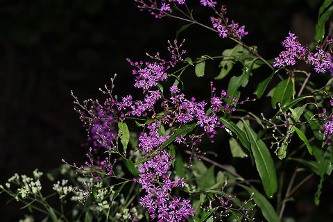 Tall Ironweed (Vernonia gigantea) Growing on a dirt roadside near the edge of a dense mixed forest.
The purple was much deeper (more indigo) in person! Geotagged,Giant ironweed,Summer,United States,Vernonia gigantea
