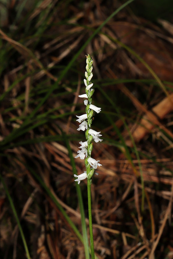 Little Ladies' Tresses (Spiranthes tuberosa) In a well-drained forested area. Not entirely sure on my ID, so feel free to correct me! <br />
<figure class="photo"><a href="https://www.jungledragon.com/image/83777/little_ladies_tresses_spiranthes_tuberosa.html" title="Little Ladies&#039; Tresses (Spiranthes tuberosa)"><img src="https://s3.amazonaws.com/media.jungledragon.com/images/3231/83777_thumb.jpg?AWSAccessKeyId=05GMT0V3GWVNE7GGM1R2&Expires=1767225610&Signature=Ksdb%2Fog5zzfC8L5jg%2Buw4VLhCmE%3D" width="102" height="152" alt="Little Ladies&#039; Tresses (Spiranthes tuberosa) A photo for size reference! This orchid was, indeed, &quot;Little&quot;!<br />
<br />
In a well-drained, forested area. Not entirely sure on my ID, so feel free to correct me! <br />
https://www.jungledragon.com/image/83776/little_ladies_tresses_spiranthes_tuberosa.html<br />
https://www.jungledragon.com/image/83778/little_ladies_tresses_spiranthes_tuberosa.html Geotagged,Spiranthes tuberosa,Summer,United States" /></a></figure><br />
<figure class="photo"><a href="https://www.jungledragon.com/image/83778/little_ladies_tresses_spiranthes_tuberosa.html" title="Little Ladies&#039; Tresses (Spiranthes tuberosa)"><img src="https://s3.amazonaws.com/media.jungledragon.com/images/3231/83778_thumb.jpg?AWSAccessKeyId=05GMT0V3GWVNE7GGM1R2&Expires=1767225610&Signature=i%2FzC1mrnf5RcLhELggf4Z%2FpQJUQ%3D" width="200" height="134" alt="Little Ladies&#039; Tresses (Spiranthes tuberosa) In a well-drained, forested area. Not entirely sure on my ID, so feel free to correct me! <br />
https://www.jungledragon.com/image/83777/little_ladies_tresses_spiranthes_tuberosa.html<br />
https://www.jungledragon.com/image/83776/little_ladies_tresses_spiranthes_tuberosa.html Geotagged,Spiranthes tuberosa,Summer,United States" /></a></figure> Geotagged,Spiranthes tuberosa,Summer,United States