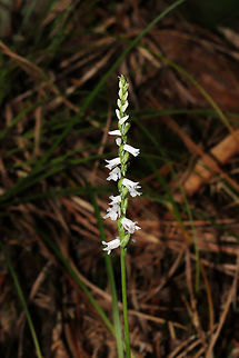 Little Ladies' Tresses (Spiranthes tuberosa) In a well-drained forested area. Not entirely sure on my ID, so feel free to correct me! 
https://www.jungledragon.com/image/83777/little_ladies_tresses_spiranthes_tuberosa.html
https://www.jungledragon.com/image/83778/little_ladies_tresses_spiranthes_tuberosa.html Geotagged,Spiranthes tuberosa,Summer,United States