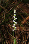 Little Ladies' Tresses (Spiranthes tuberosa) In a well-drained forested area. Not entirely sure on my ID, so feel free to correct me! <br />
https://www.jungledragon.com/image/83777/little_ladies_tresses_spiranthes_tuberosa.html<br />
https://www.jungledragon.com/image/83778/little_ladies_tresses_spiranthes_tuberosa.html Geotagged,Spiranthes tuberosa,Summer,United States