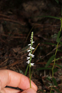 Little Ladies' Tresses (Spiranthes tuberosa) A photo for size reference! This orchid was, indeed, "Little"!

In a well-drained, forested area. Not entirely sure on my ID, so feel free to correct me! 
https://www.jungledragon.com/image/83776/little_ladies_tresses_spiranthes_tuberosa.html
https://www.jungledragon.com/image/83778/little_ladies_tresses_spiranthes_tuberosa.html Geotagged,Spiranthes tuberosa,Summer,United States