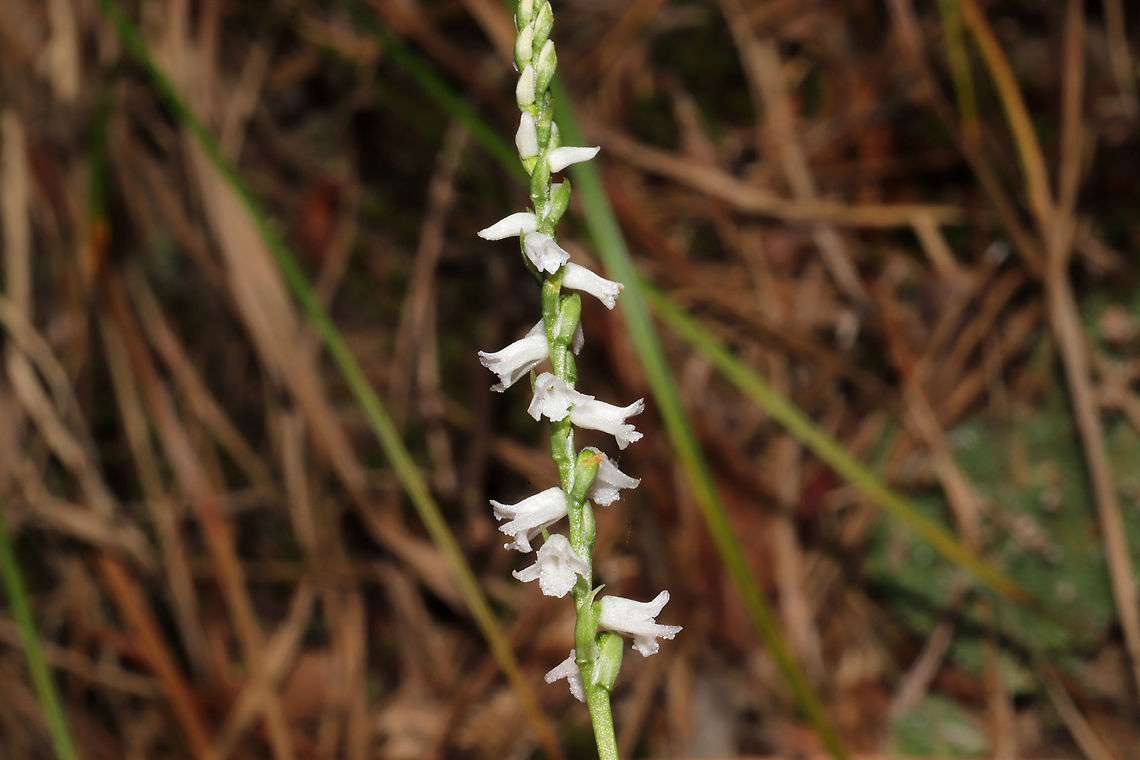 Little Ladies' Tresses (Spiranthes tuberosa) In a well-drained, forested area. Not entirely sure on my ID, so feel free to correct me! <br />
<figure class="photo"><a href="https://www.jungledragon.com/image/83777/little_ladies_tresses_spiranthes_tuberosa.html" title="Little Ladies' Tresses (Spiranthes tuberosa)"><img src="https://s3.amazonaws.com/media.jungledragon.com/images/3231/83777_thumb.jpg?AWSAccessKeyId=05GMT0V3GWVNE7GGM1R2&Expires=1770854410&Signature=uaP4p1B38mpctMsTjgGsizkYeNU%3D" width="102" height="152" alt="Little Ladies' Tresses (Spiranthes tuberosa) A photo for size reference! This orchid was, indeed, "Little"!<br />
<br />
In a well-drained, forested area. Not entirely sure on my ID, so feel free to correct me! <br />
https://www.jungledragon.com/image/83776/little_ladies_tresses_spiranthes_tuberosa.html<br />
https://www.jungledragon.com/image/83778/little_ladies_tresses_spiranthes_tuberosa.html Geotagged,Spiranthes tuberosa,Summer,United States" /></a></figure><br />
<figure class="photo"><a href="https://www.jungledragon.com/image/83776/little_ladies_tresses_spiranthes_tuberosa.html" title="Little Ladies' Tresses (Spiranthes tuberosa)"><img src="https://s3.amazonaws.com/media.jungledragon.com/images/3231/83776_thumb.jpg?AWSAccessKeyId=05GMT0V3GWVNE7GGM1R2&Expires=1770854410&Signature=NKkGJF6D9CuFDkxczltRLgkA2Dc%3D" width="102" height="152" alt="Little Ladies' Tresses (Spiranthes tuberosa) In a well-drained forested area. Not entirely sure on my ID, so feel free to correct me! <br />
https://www.jungledragon.com/image/83777/little_ladies_tresses_spiranthes_tuberosa.html<br />
https://www.jungledragon.com/image/83778/little_ladies_tresses_spiranthes_tuberosa.html Geotagged,Spiranthes tuberosa,Summer,United States" /></a></figure> Geotagged,Spiranthes tuberosa,Summer,United States