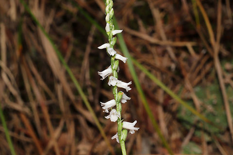 Little Ladies' Tresses (Spiranthes tuberosa) In a well-drained, forested area. Not entirely sure on my ID, so feel free to correct me! 
https://www.jungledragon.com/image/83777/little_ladies_tresses_spiranthes_tuberosa.html
https://www.jungledragon.com/image/83776/little_ladies_tresses_spiranthes_tuberosa.html Geotagged,Spiranthes tuberosa,Summer,United States