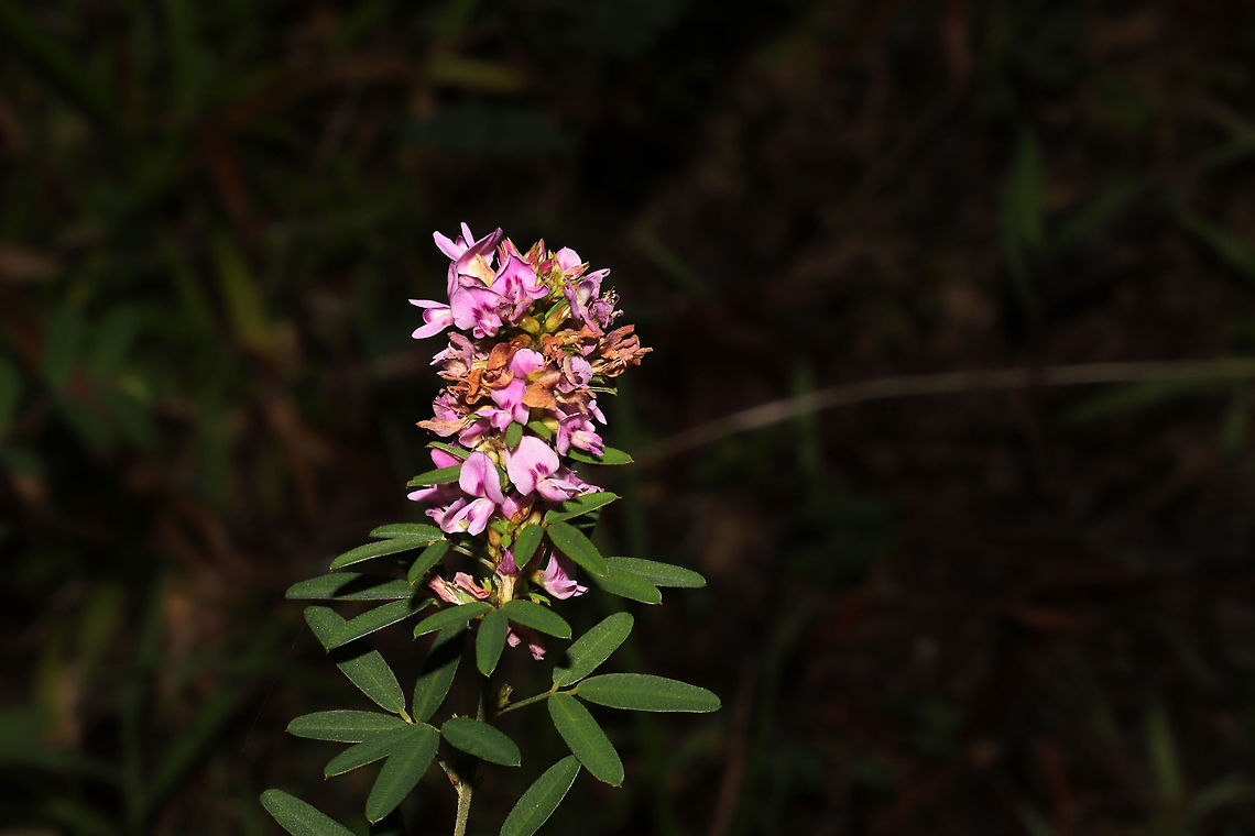 Slender Bush Clover (Lespedeza virginica) At the meadowy edge of a dense mixed forest.  Geotagged,Lespedeza virginica,Summer,United States