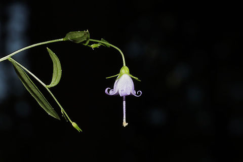 Southern Harebell (Campanula divaricata) On a well-drained forested lakeside ridge. Flowers are about 6mm, so tiny! Campanula divaricata,Geotagged,Summer,United States