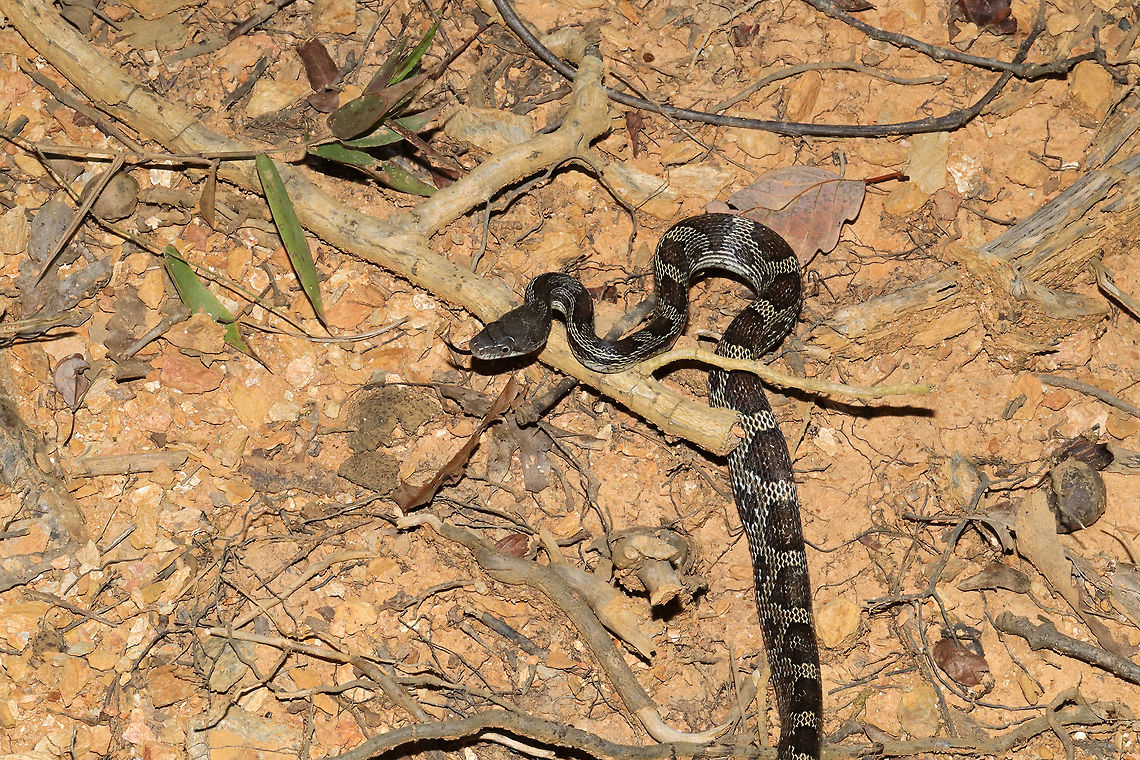 Gray Ratsnake (Pantherophis spiloides) Snake found at the disturbed edge of a dense mixed forest. This cutie was found very close to our abode, so we were quite happy to make its acquaintance!<br />
<figure class="photo"><a href="https://www.jungledragon.com/image/83782/gray_ratsnake_pantherophis_spiloides.html" title="Gray Ratsnake (Pantherophis spiloides)"><img src="https://s3.amazonaws.com/media.jungledragon.com/images/3231/83782_thumb.jpg?AWSAccessKeyId=05GMT0V3GWVNE7GGM1R2&Expires=1767225610&Signature=ybPjiGSQofnKkpyQAHhKC2PZcfs%3D" width="200" height="134" alt="Gray Ratsnake (Pantherophis spiloides) Look at that gorgeous pattern!<br />
<br />
Snake found at the disturbed edge of a dense mixed forest. This cutie was found very close to our abode, so we were quite happy to make its acquaintance! <br />
https://www.jungledragon.com/image/83781/gray_ratsnake_pantherophis_spiloides.html Geotagged,Gray ratsnake,Pantherophis spiloides,Summer,United States" /></a></figure> Geotagged,Gray ratsnake,Pantherophis spiloides,Summer,United States