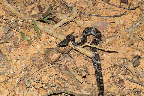 Gray Ratsnake (Pantherophis spiloides) Snake found at the disturbed edge of a dense mixed forest. This cutie was found very close to our abode, so we were quite happy to make its acquaintance!
https://www.jungledragon.com/image/83782/gray_ratsnake_pantherophis_spiloides.html Geotagged,Gray ratsnake,Pantherophis spiloides,Summer,United States