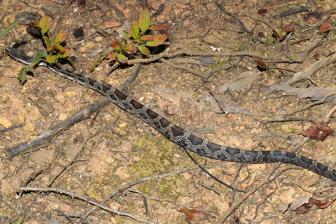 Gray Ratsnake (Pantherophis spiloides) Look at that gorgeous pattern!<br />
<br />
Snake found at the disturbed edge of a dense mixed forest. This cutie was found very close to our abode, so we were quite happy to make its acquaintance! <br />
<figure class="photo"><a href="https://www.jungledragon.com/image/83781/gray_ratsnake_pantherophis_spiloides.html" title="Gray Ratsnake (Pantherophis spiloides)"><img src="https://s3.amazonaws.com/media.jungledragon.com/images/3231/83781_thumb.jpg?AWSAccessKeyId=05GMT0V3GWVNE7GGM1R2&Expires=1763596810&Signature=ZBFGsutZorgvMlesuo5sPkHNTSo%3D" width="200" height="134" alt="Gray Ratsnake (Pantherophis spiloides) Snake found at the disturbed edge of a dense mixed forest. This cutie was found very close to our abode, so we were quite happy to make its acquaintance!<br />
https://www.jungledragon.com/image/83782/gray_ratsnake_pantherophis_spiloides.html Geotagged,Gray ratsnake,Pantherophis spiloides,Summer,United States" /></a></figure> Geotagged,Gray ratsnake,Pantherophis spiloides,Summer,United States