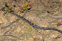 Gray Ratsnake (Pantherophis spiloides) Look at that gorgeous pattern!<br />
<br />
Snake found at the disturbed edge of a dense mixed forest. This cutie was found very close to our abode, so we were quite happy to make its acquaintance! <br />
https://www.jungledragon.com/image/83781/gray_ratsnake_pantherophis_spiloides.html Geotagged,Gray ratsnake,Pantherophis spiloides,Summer,United States