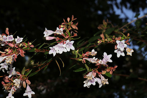 Linnaea × grandiflora