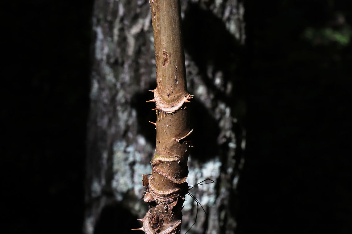 Devil's Walkingstick (Aralia spinosa) On a forested trail. <br />
<figure class="photo"><a href="https://www.jungledragon.com/image/83785/devils_walkingstick_aralia_spinosa.html" title="Devil&#039;s Walkingstick (Aralia spinosa)"><img src="https://s3.amazonaws.com/media.jungledragon.com/images/3231/83785_thumb.JPG?AWSAccessKeyId=05GMT0V3GWVNE7GGM1R2&Expires=1759968010&Signature=Qx4GEkiPaVoLCd0Cr%2BaDTld%2BNX4%3D" width="102" height="152" alt="Devil&#039;s Walkingstick (Aralia spinosa) Young growth from a twig/stem. On a forested trail. <br />
https://www.jungledragon.com/image/83784/devils_walkingstick_aralia_spinosa.html Aralia spinosa,Geotagged,Summer,United States" /></a></figure> Aralia spinosa,Geotagged,Summer,United States