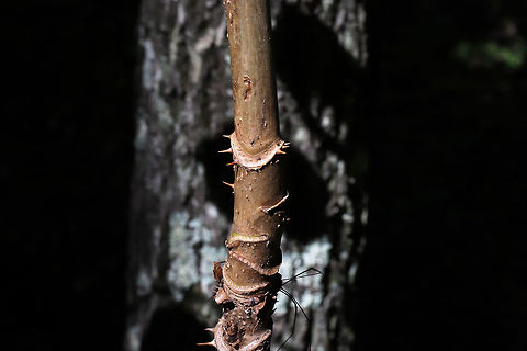 Devil's Walkingstick (Aralia spinosa) On a forested trail. 
https://www.jungledragon.com/image/83785/devils_walkingstick_aralia_spinosa.html Aralia spinosa,Geotagged,Summer,United States
